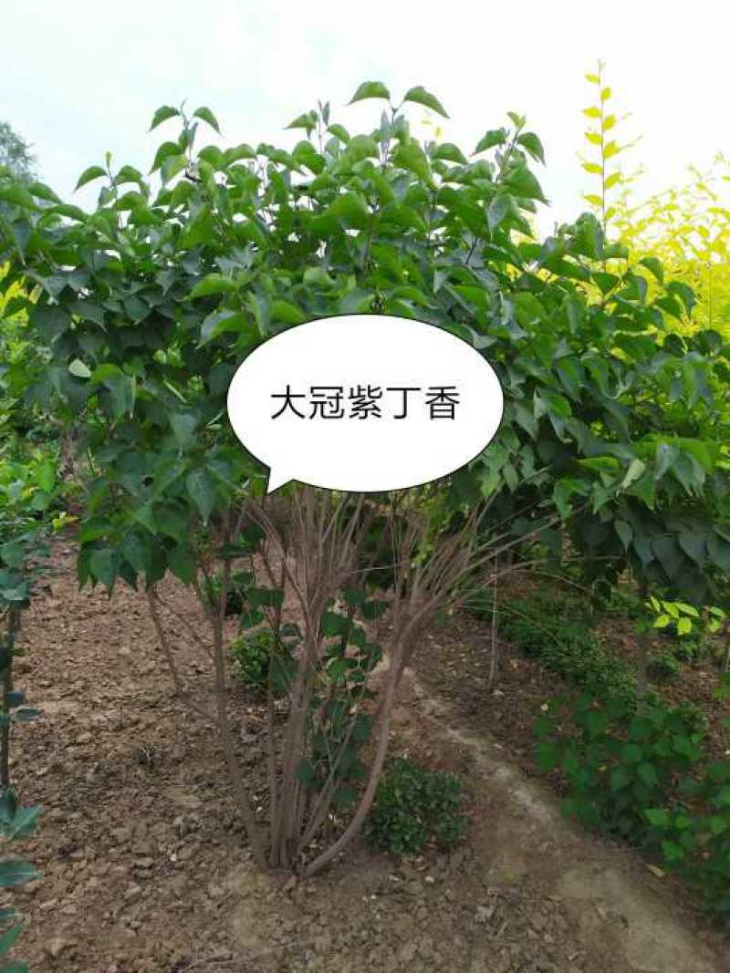 紫丁香球，80-3米，灌幅80-2米，