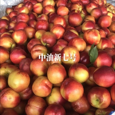 山西临猗坡上新7号水果油桃对接电商超市批发市场