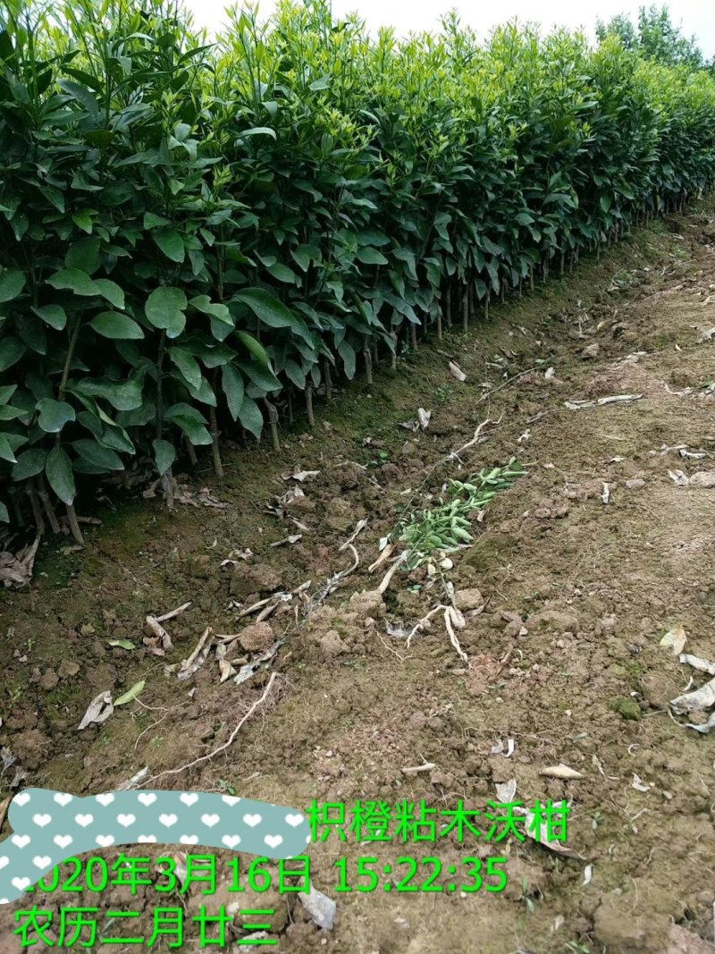 枳橙头有核少核沃柑裸根苗