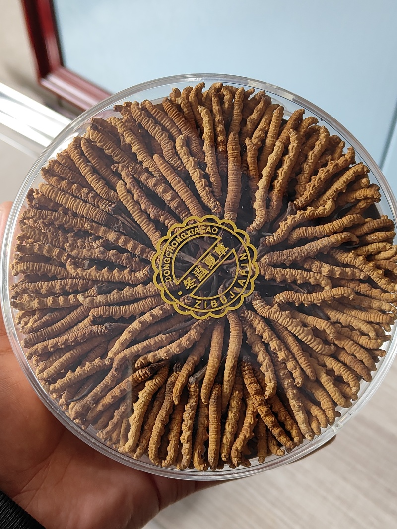 青藏高原玉树冬虫夏草季，一手货源产地直发