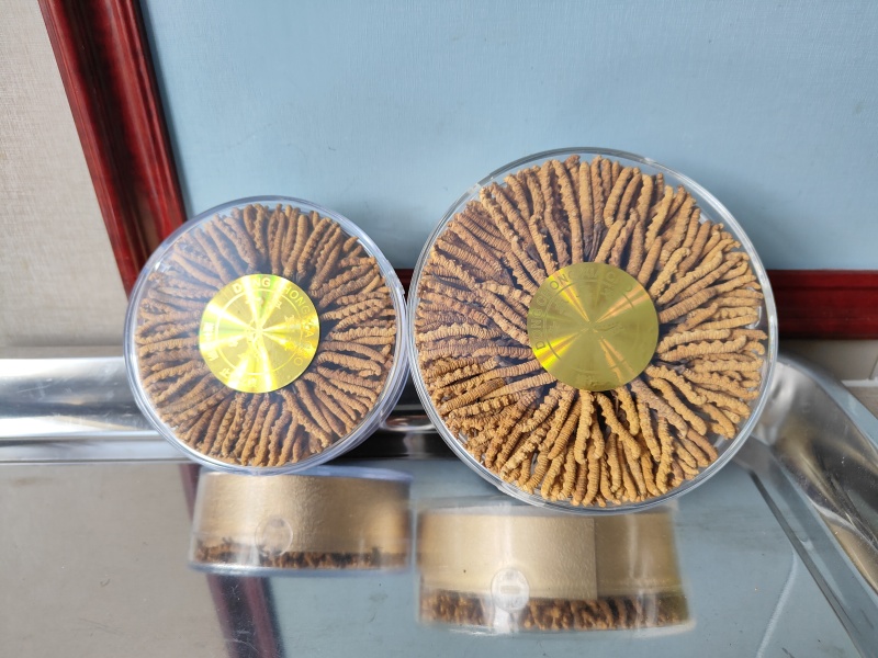 青藏高原玉树冬虫夏草季，一手货源产地直发