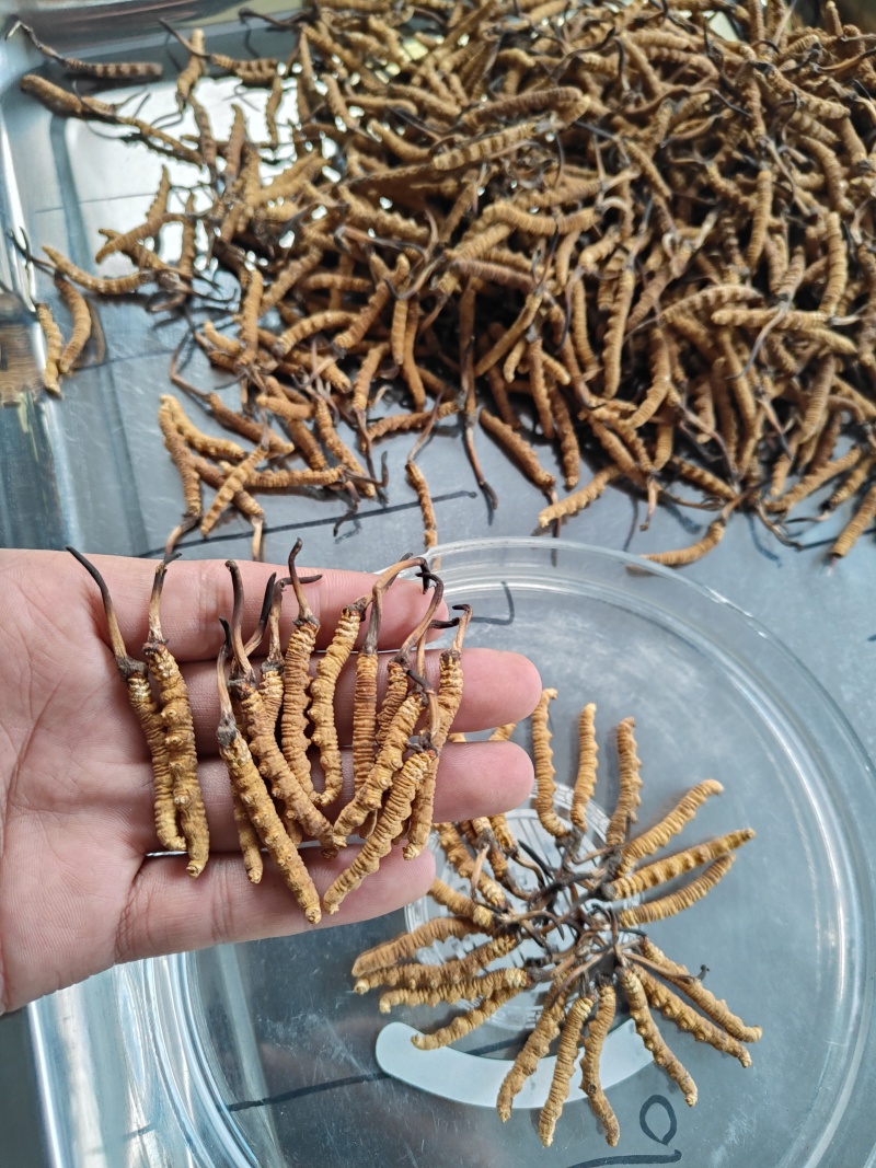 青藏高原玉树冬虫夏草季，一手货源产地直发