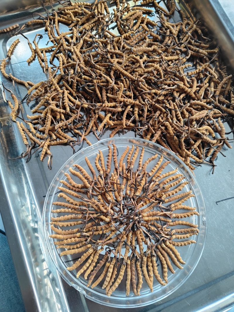 青藏高原玉树冬虫夏草季，一手货源产地直发