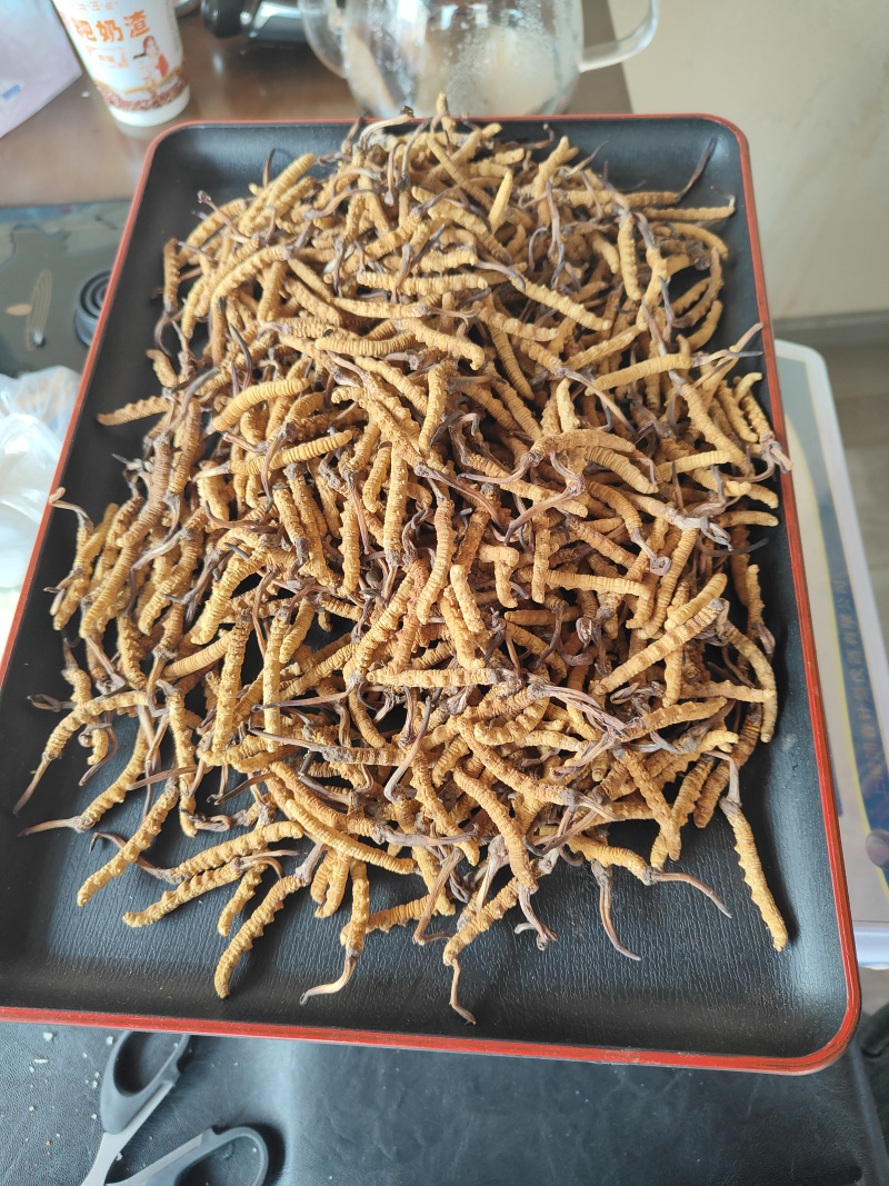 青藏高原玉树冬虫夏草季，一手货源产地直发