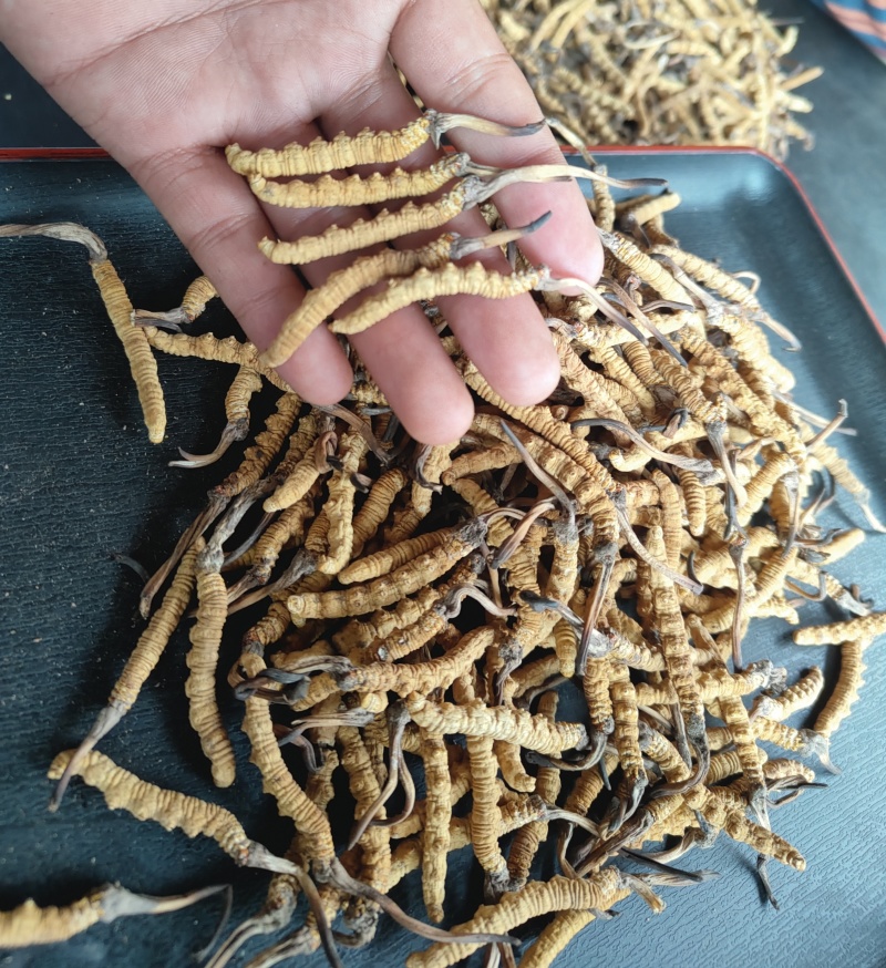 青藏高原玉树冬虫夏草季，一手货源产地直发