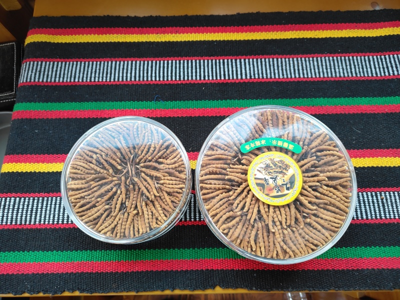青藏高原玉树冬虫夏草季，一手货源产地直发