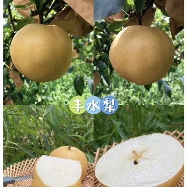 陕西汉中百亩梨园即将开园