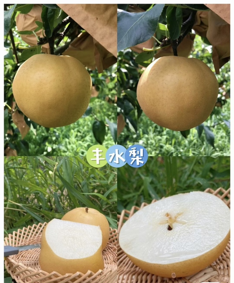 陕西汉中百亩梨园即将开园