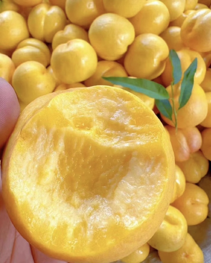 黄油桃