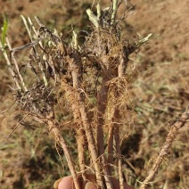 柴胡，药用柴胡，野生，柴胡，人工种植柴胡