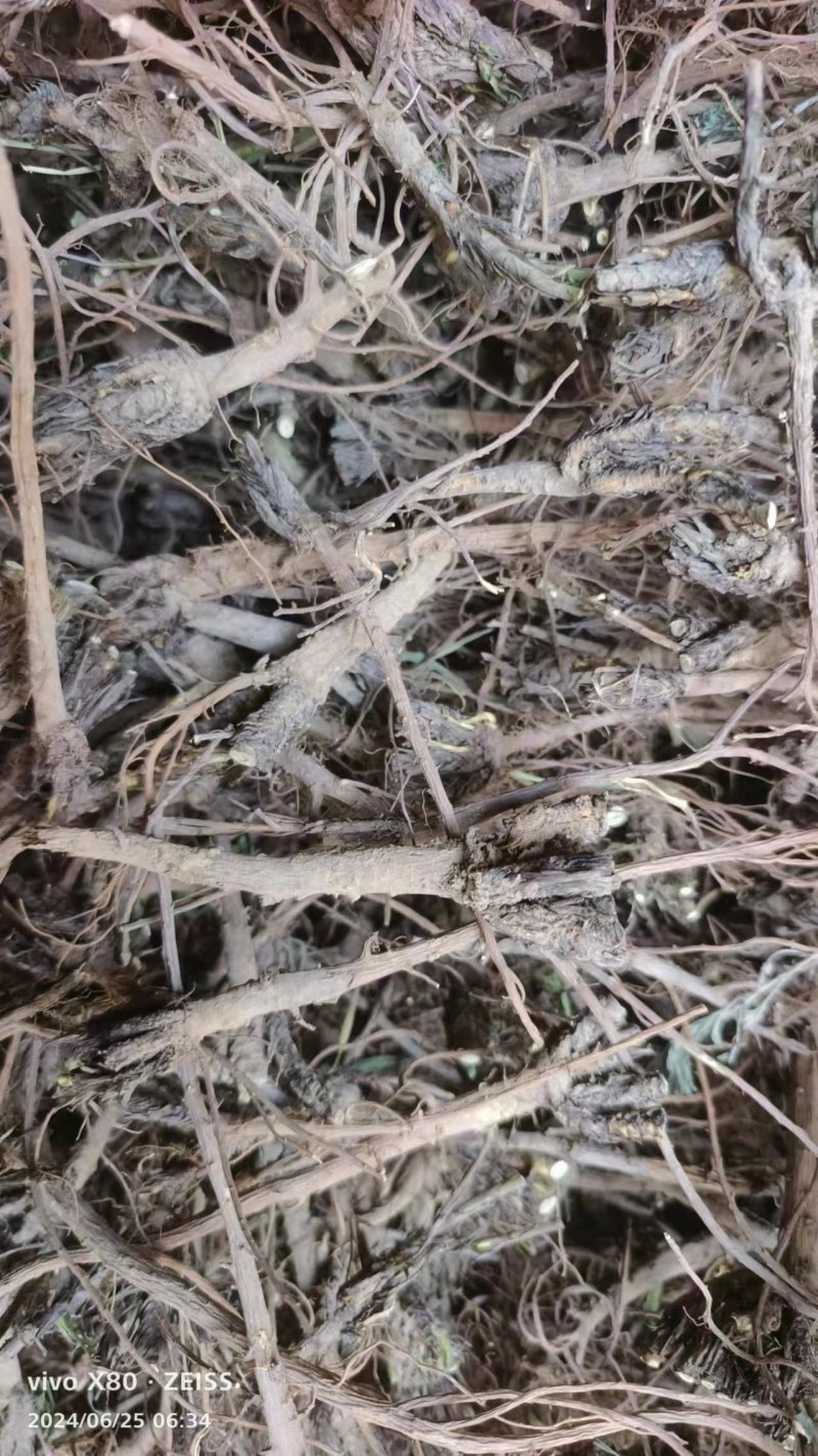 柴胡，药用柴胡，野生，柴胡，人工种植柴胡