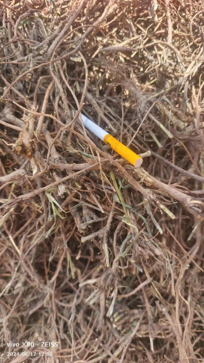 柴胡，药用柴胡，野生，柴胡，人工种植柴胡