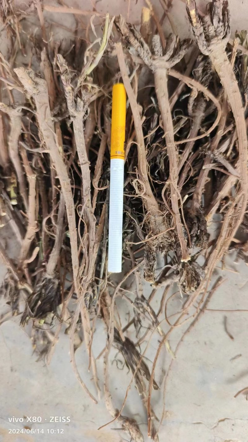 柴胡，药用柴胡，野生，柴胡，人工种植柴胡