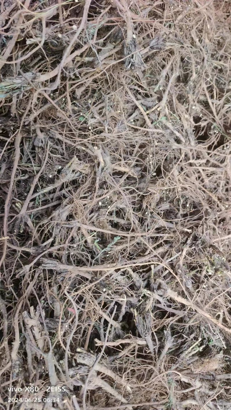 柴胡，药用柴胡，野生，柴胡，人工种植柴胡