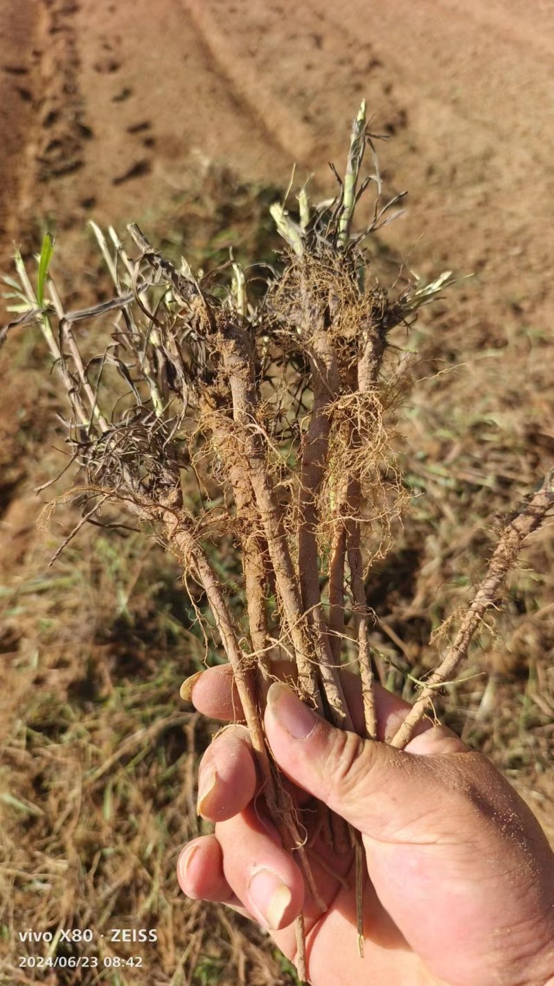 柴胡，药用柴胡，野生，柴胡，人工种植柴胡