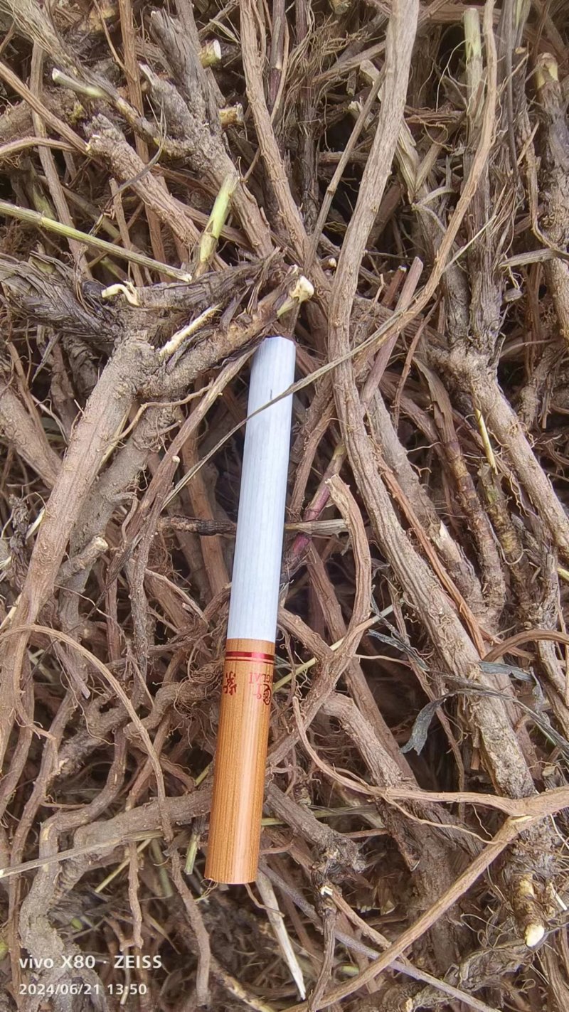 柴胡，药用柴胡，野生，柴胡，人工种植柴胡