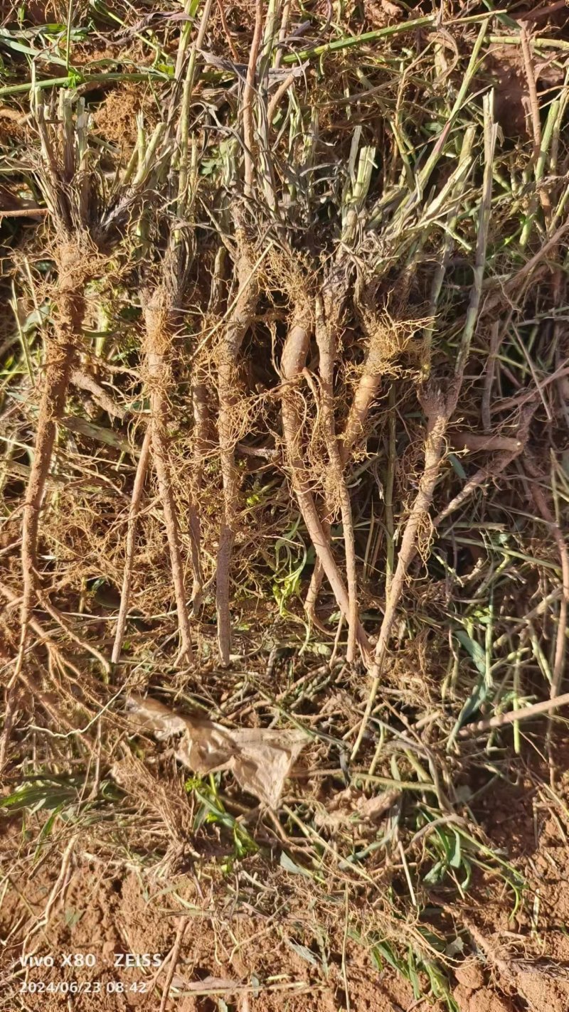 柴胡，药用柴胡，野生，柴胡，人工种植柴胡
