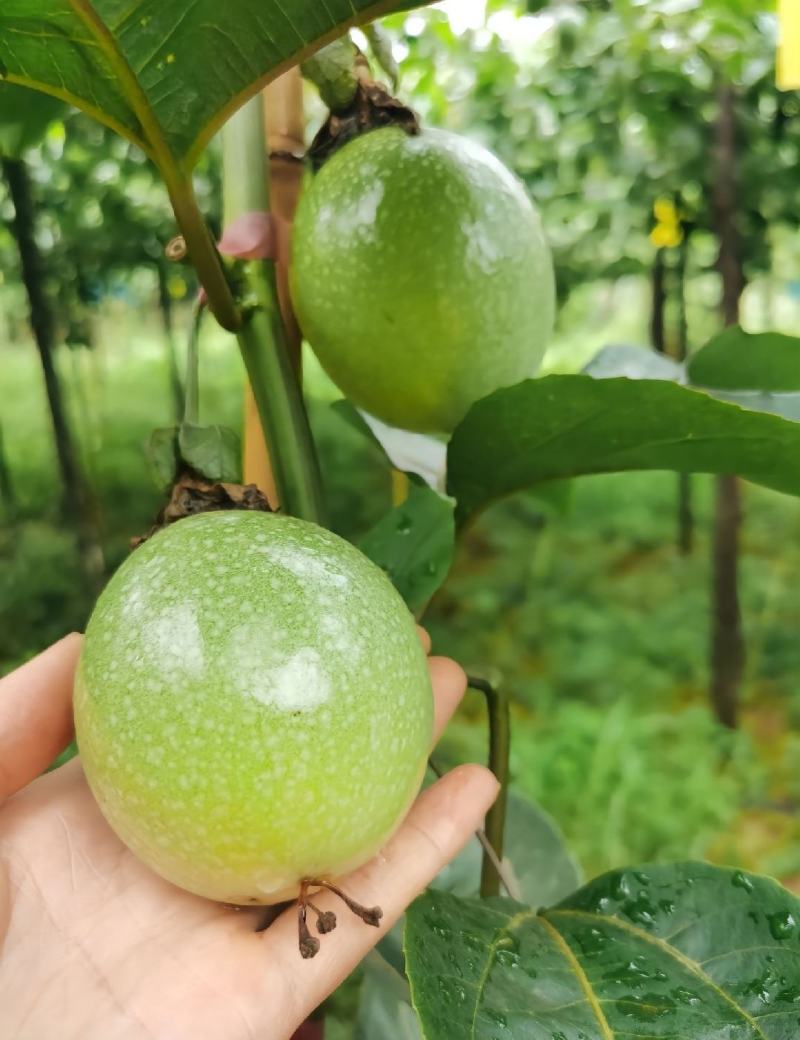 钦密9号黄皮百香果