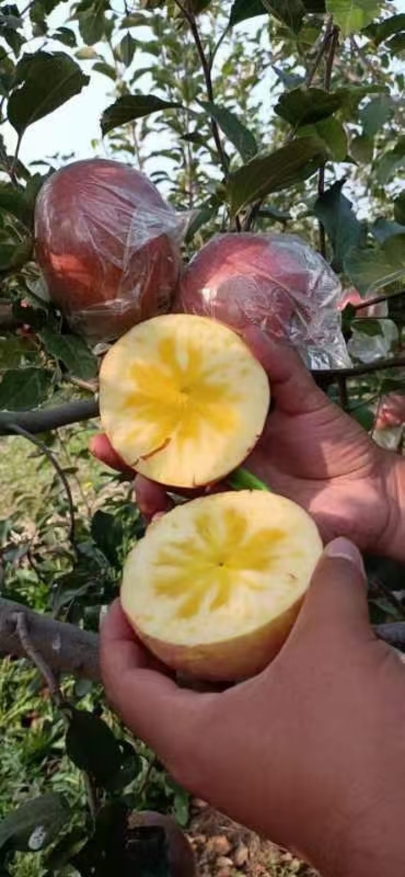 青青果业