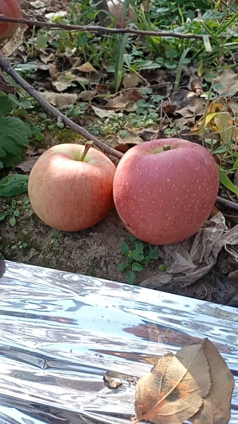青青果业