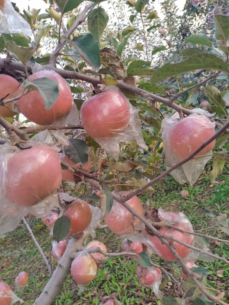 青青果业