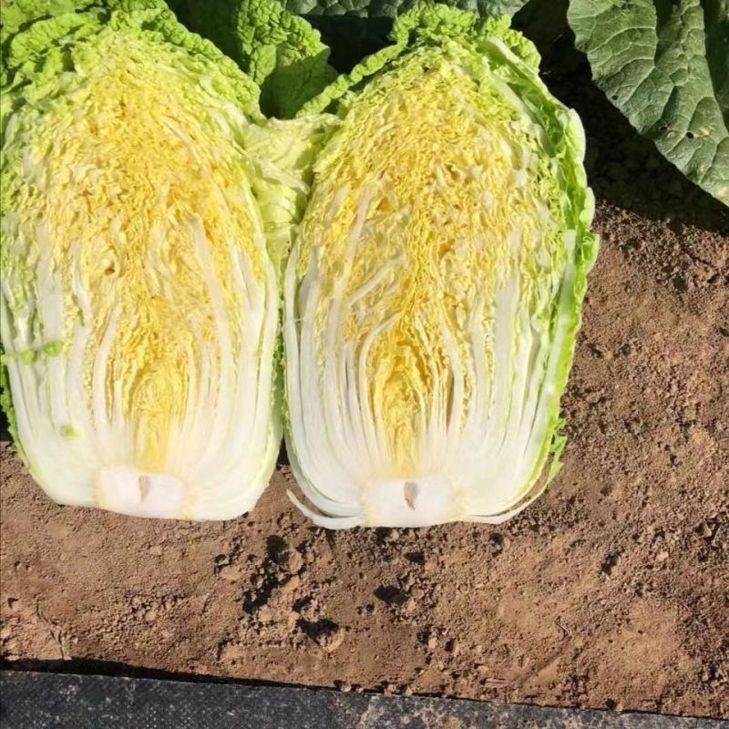 金刚不烂根大白菜种子高产抗病优质白菜种籽大田基地秋冬季