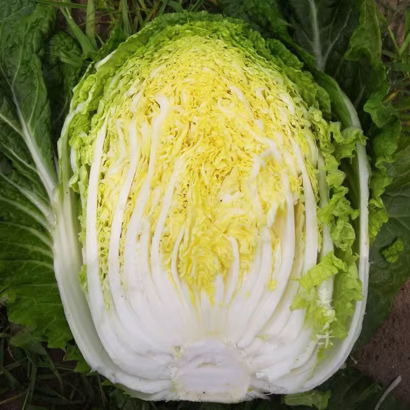 金刚不烂根大白菜种子高产抗病优质白菜种籽大田基地秋冬季