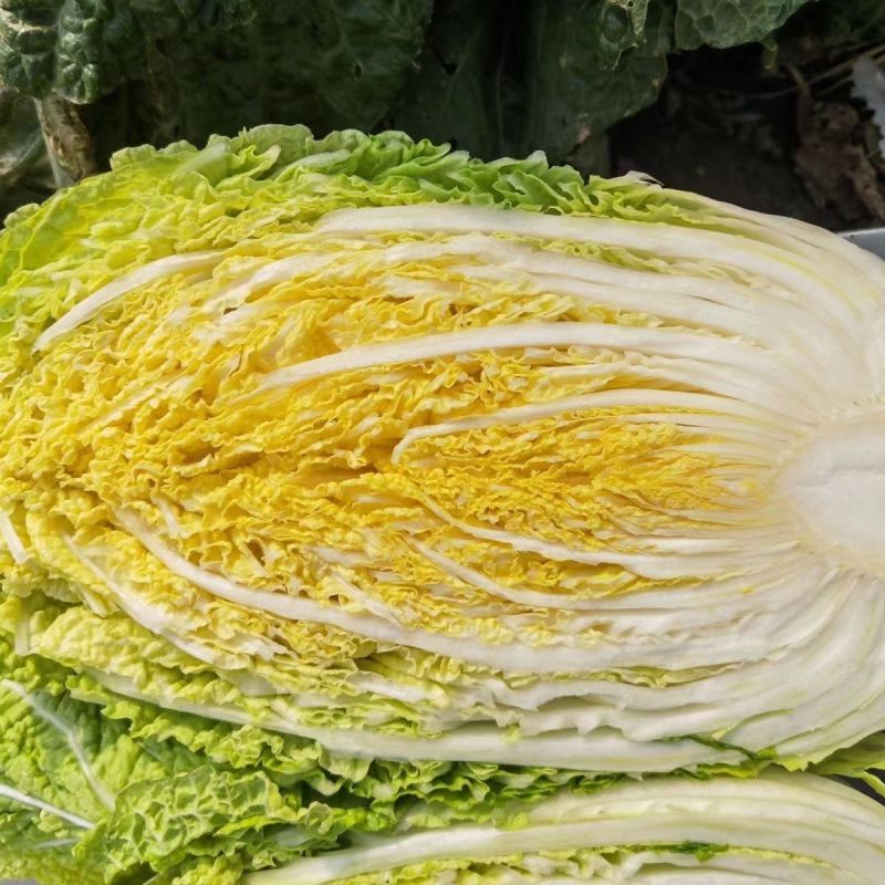 金刚不烂根大白菜种子高产抗病优质白菜种籽大田基地秋冬季