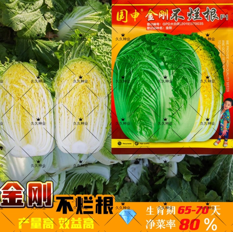 金刚不烂根大白菜种子高产抗病优质白菜种籽大田基地秋冬季
