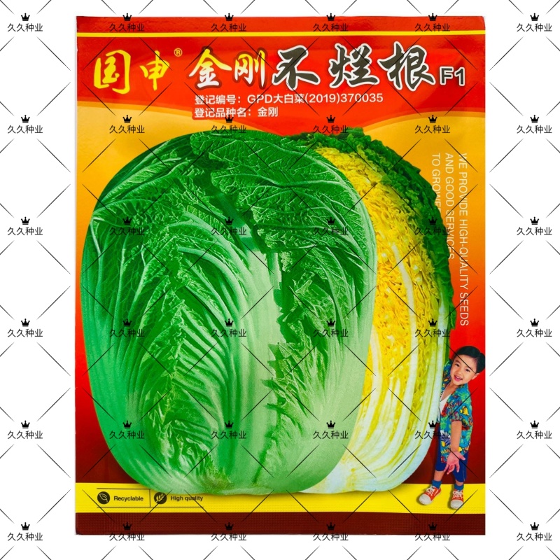 金刚不烂根大白菜种子高产抗病优质白菜种籽大田基地秋冬季