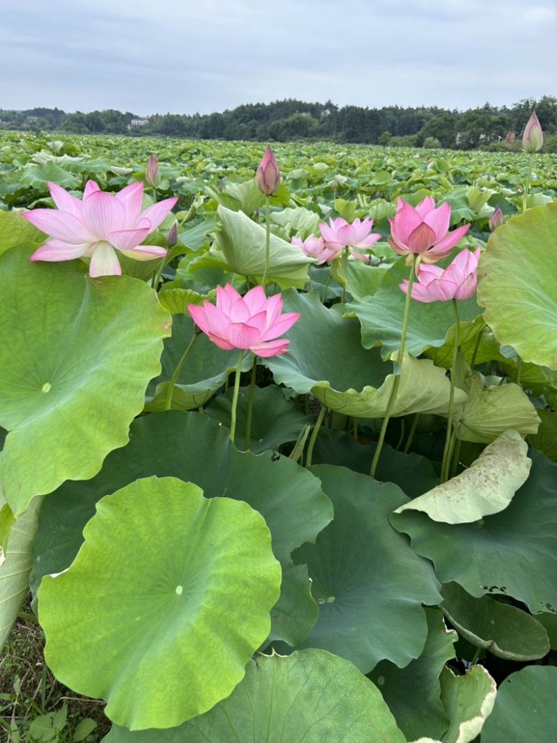 新鲜莲蓬