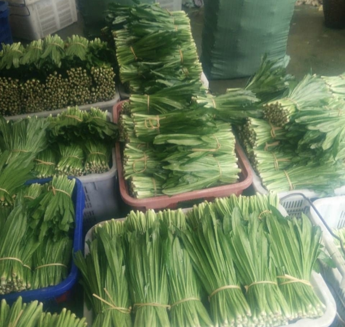 一位厨师正在厨房中将新鲜的大叶香菜切碎,准备加入菜肴中,桌上摆满了其他绿色蔬菜和调料瓶 厨房中使用香菜的画面