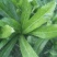 大芫荽也叫刺芫荽（大叶香菜）