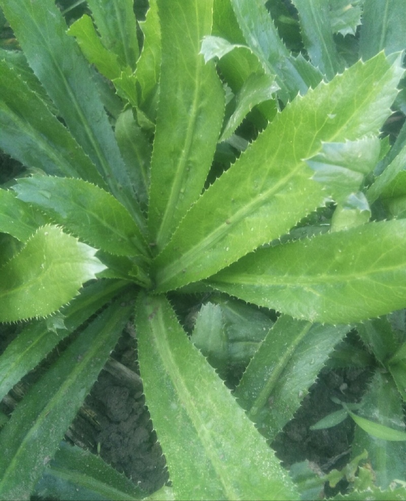 大芫荽也叫刺芫荽（大叶香菜）