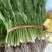 大芫荽也叫刺芫荽（大叶香菜）