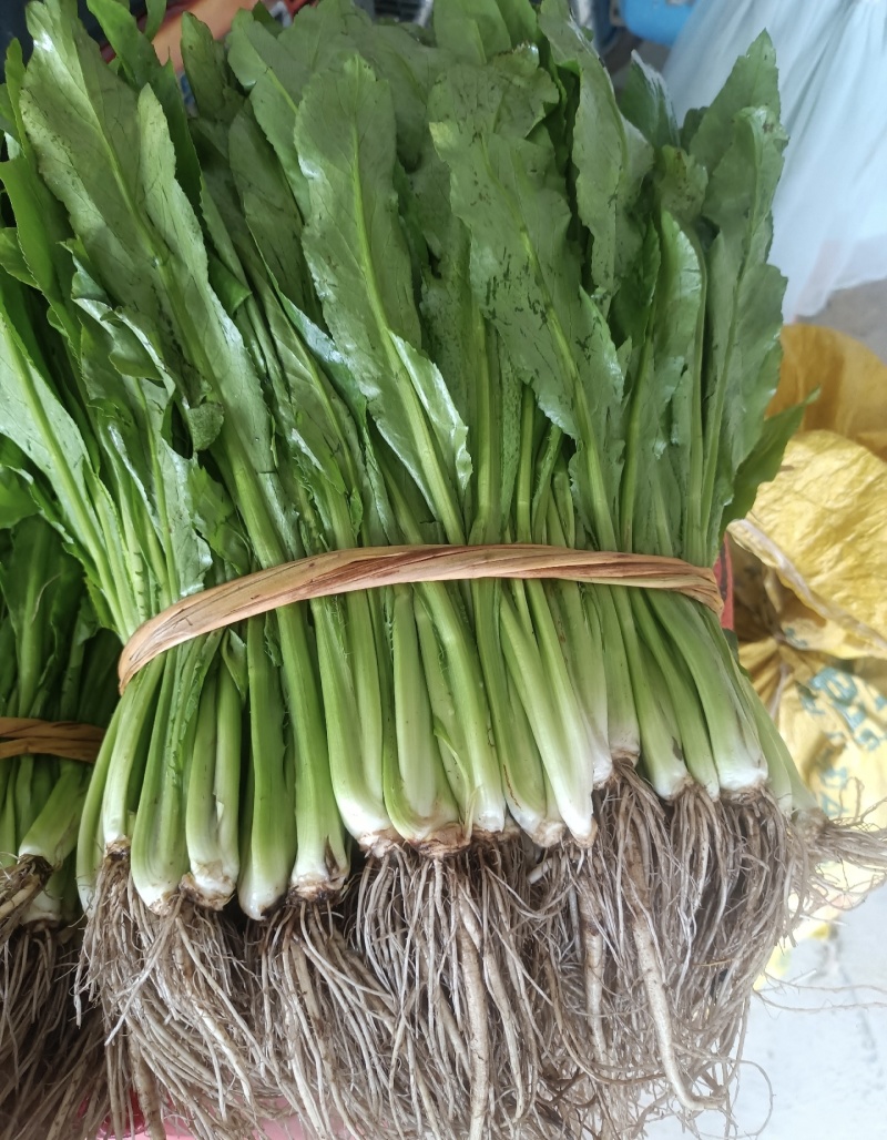 大芫荽也叫刺芫荽（大叶香菜）