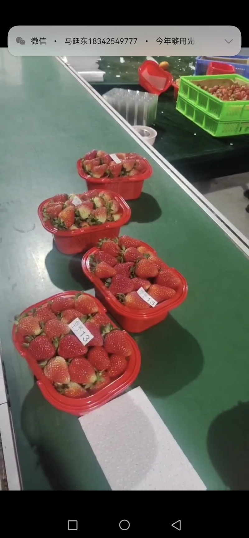 云南蒙特瑞草莓