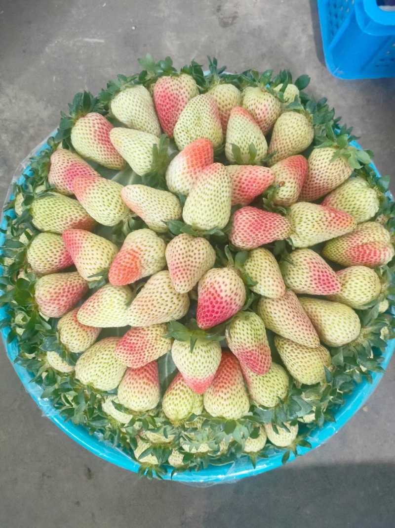 云南蒙特瑞草莓