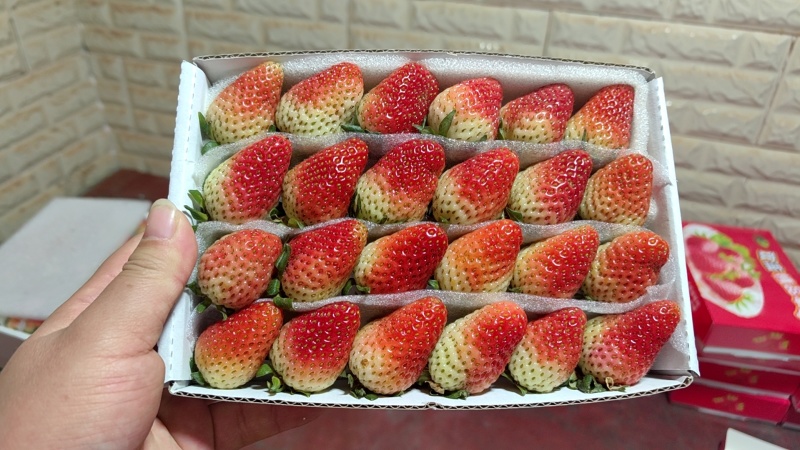 云南蒙特瑞草莓