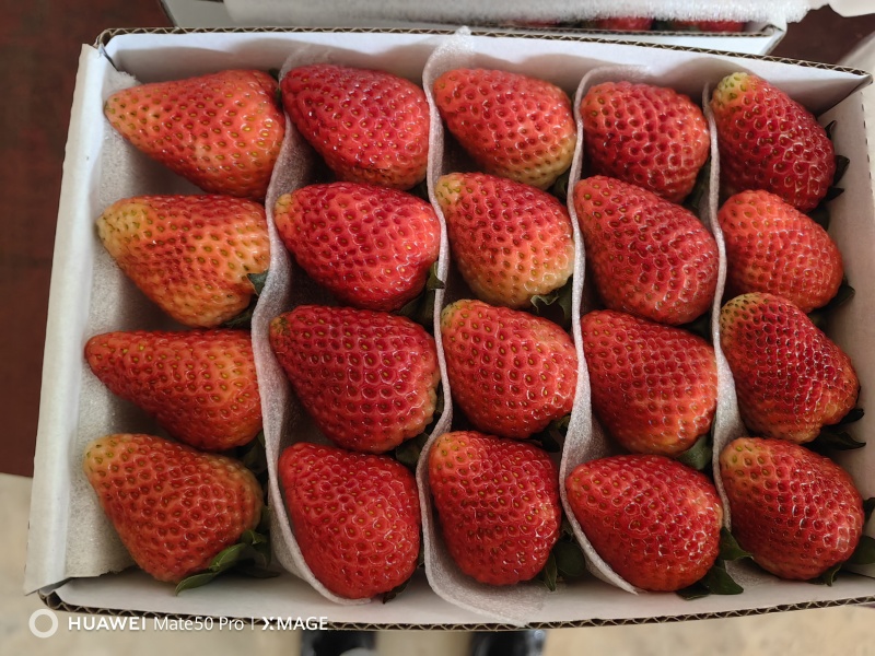 云南蒙特瑞草莓