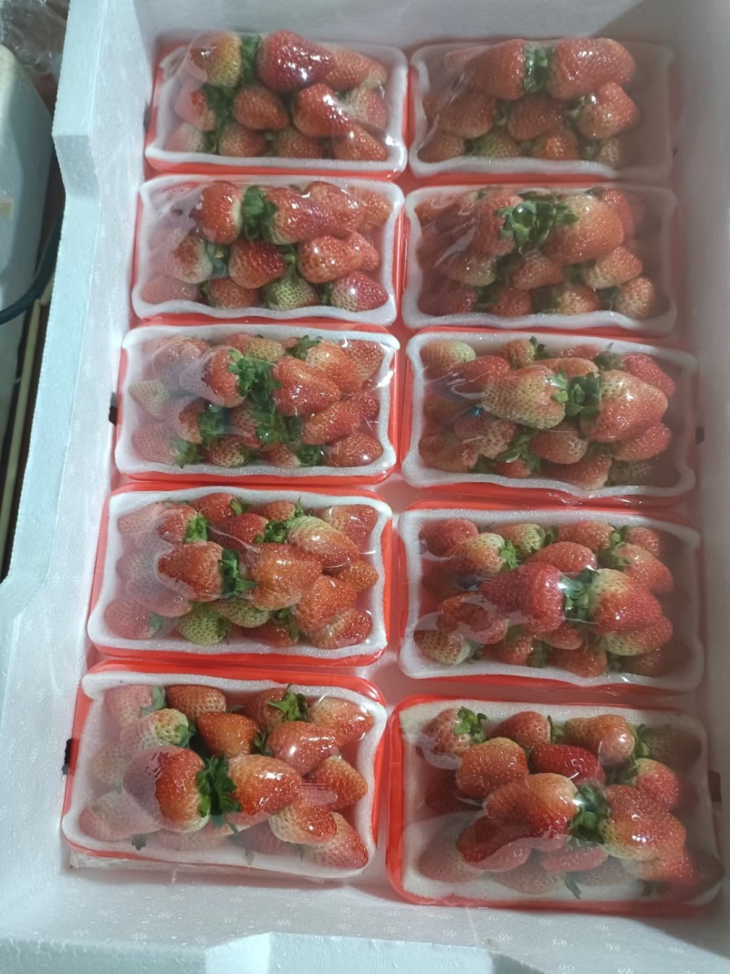 云南蒙特瑞草莓