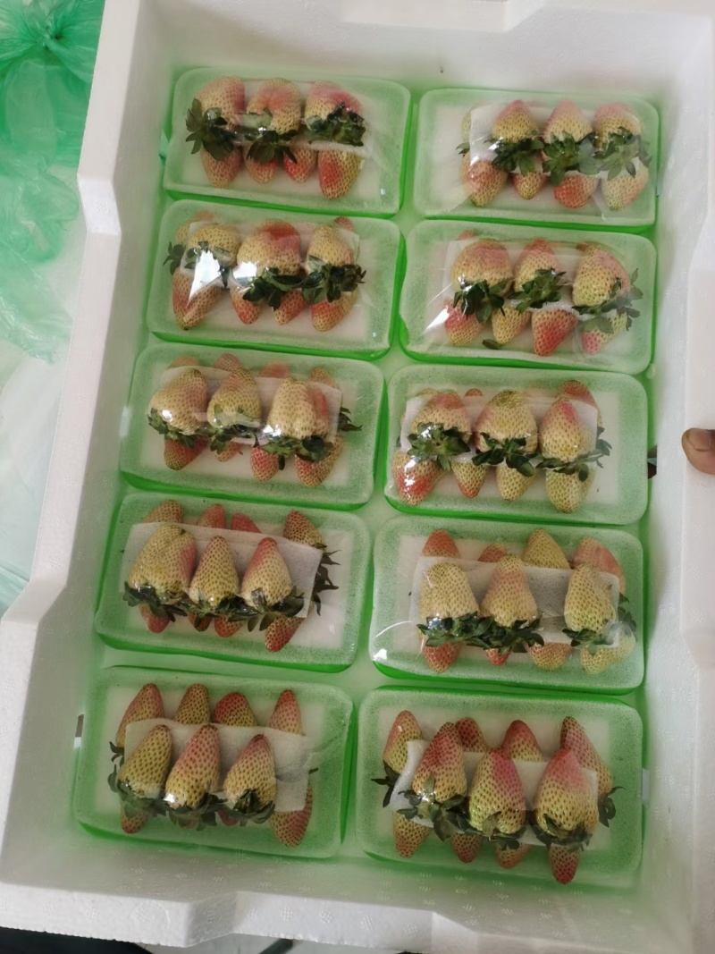 云南蒙特瑞草莓