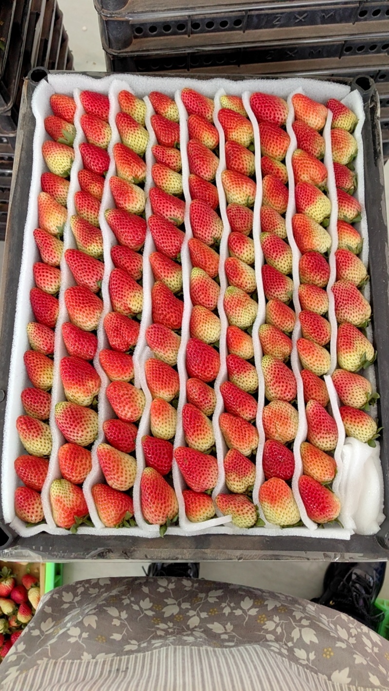 云南蒙特瑞草莓