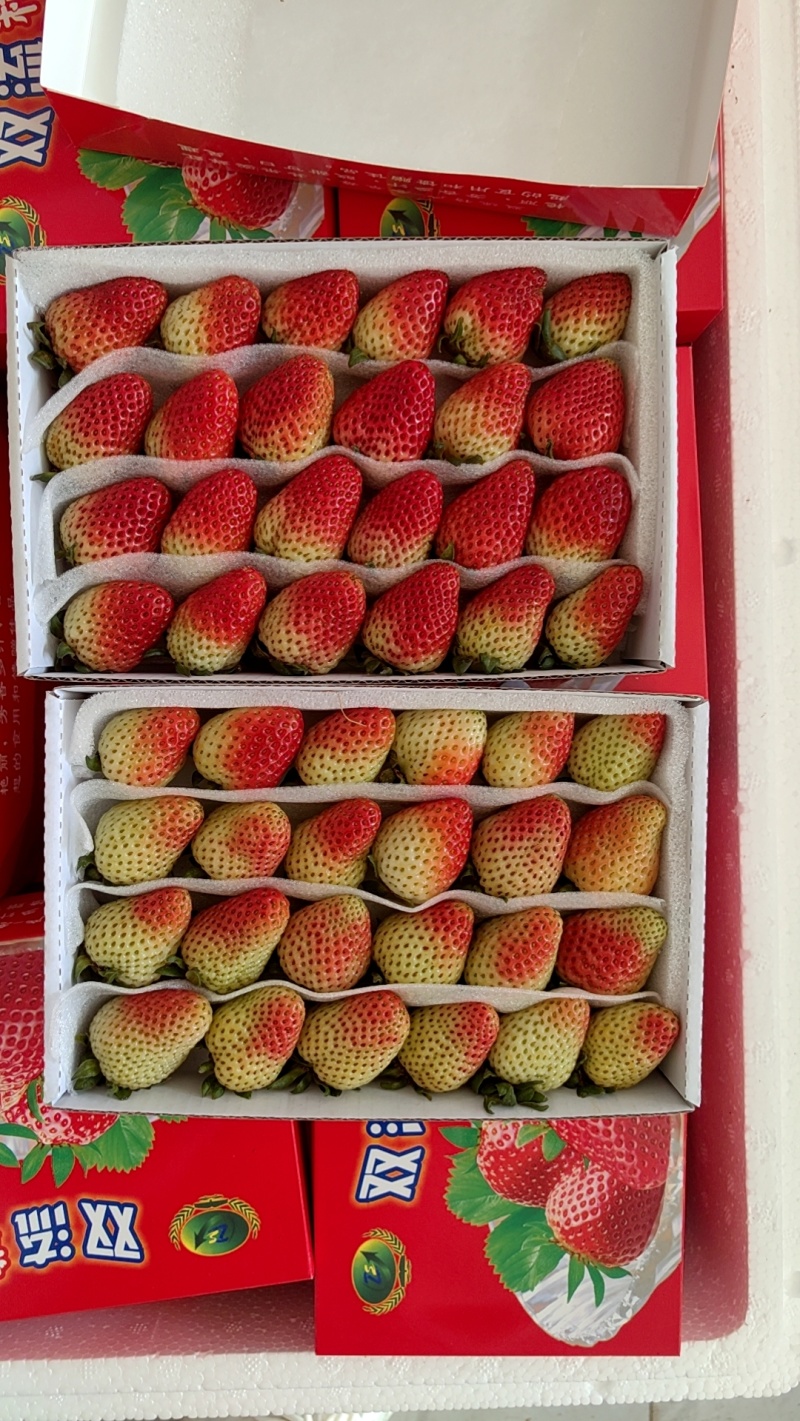 云南蒙特瑞草莓