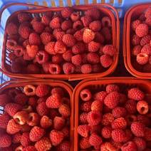 新鲜树莓，速冻树莓