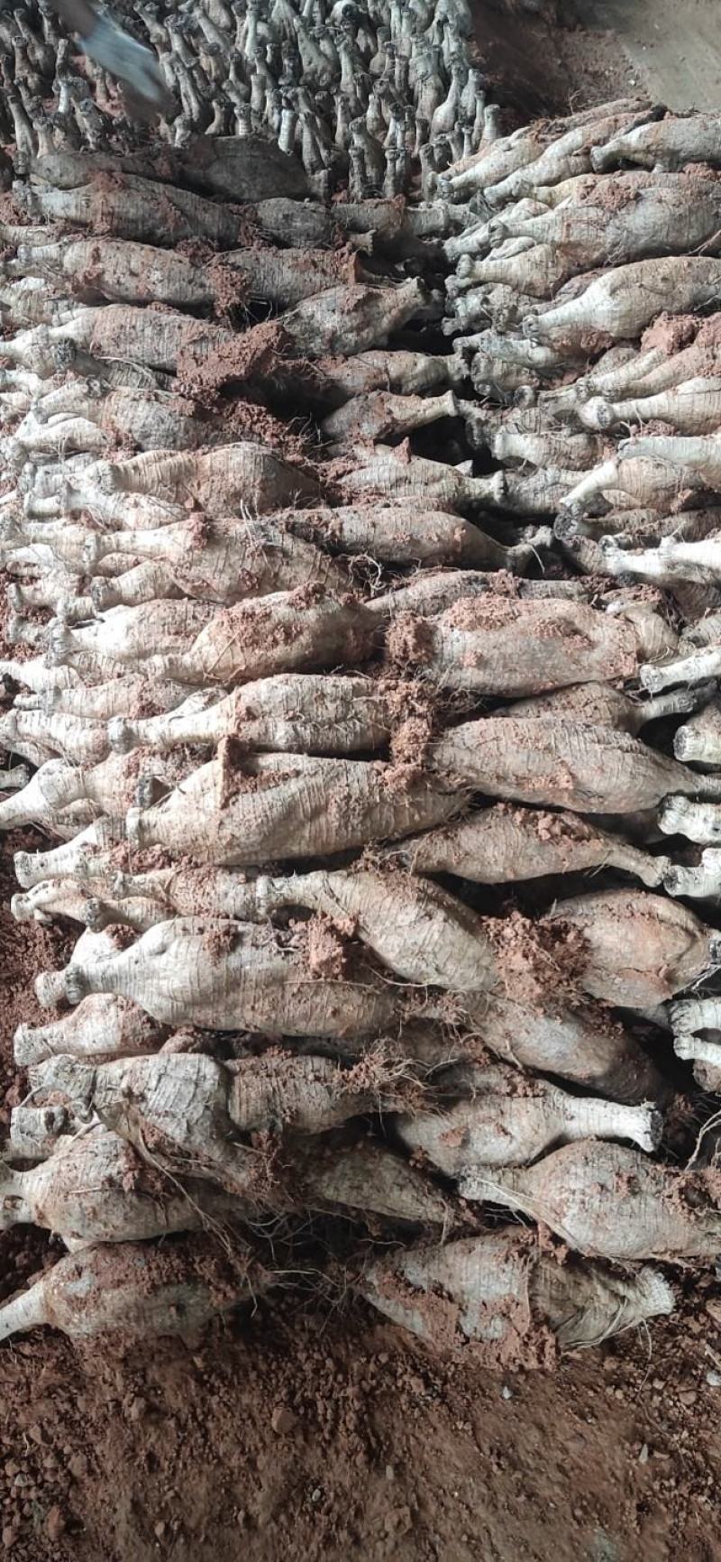 欢迎电话咨询现货秒发葛根无添加