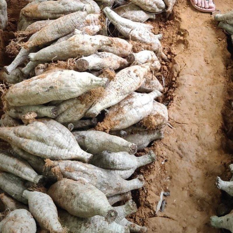 欢迎电话咨询现货秒发葛根无添加