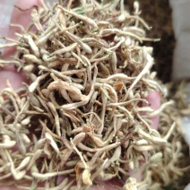 金自家种的金银花，没有打农药，花苞饱自然晾干，气味清香