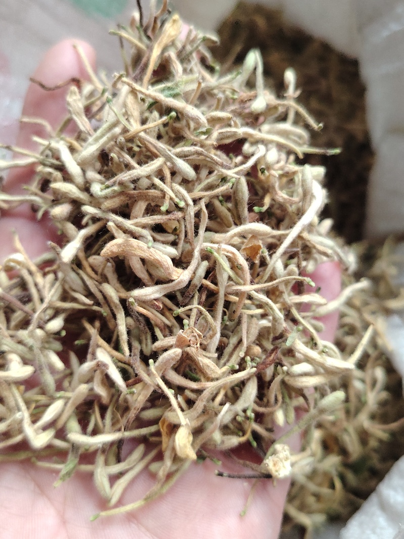 金自家种的金银花，没有打农药，花苞饱自然晾干，气味清香