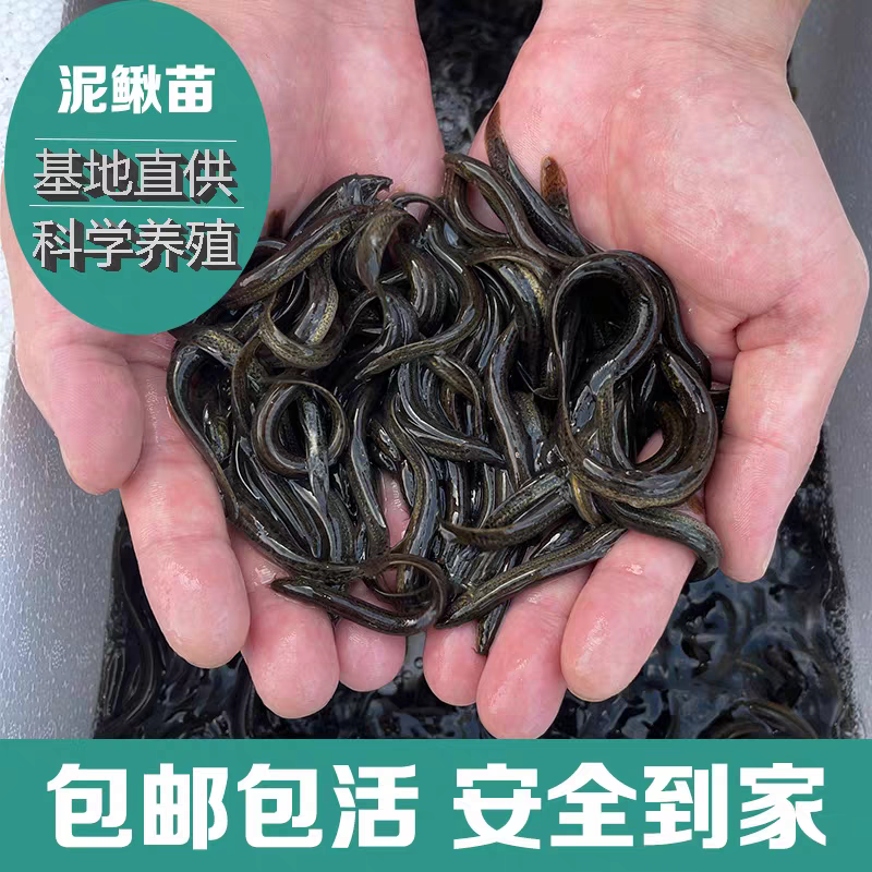 泥鳅苗台湾泥鳅3-12公分高密度养殖技术指导成品回收
